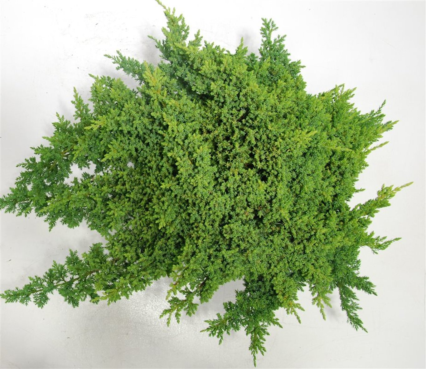 Juniperus procumbens 'Nana' - C12 50-60 CM